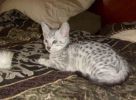Stunning Egyptian Mau kittens