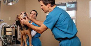 Veterinarian