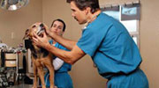 Veterinarians in Indianapolis, IN